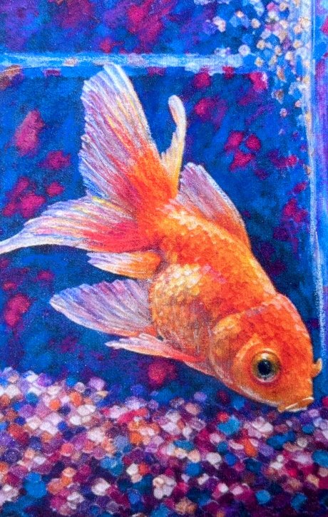 Goldy, a memorial piece, a goldfish in coloured pencil over deep blue