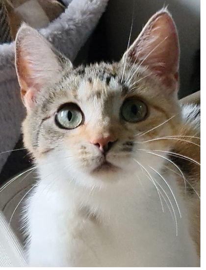 The original phone photograph of Squash the cat