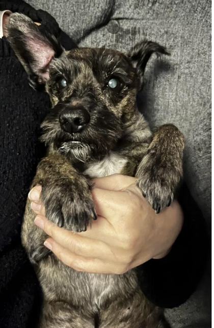 The original phone photograph of Ted, a dark coated dog being held